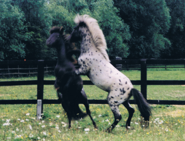 FALABELLA COLTS PLAY FIGHTING